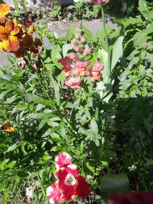 flowers
